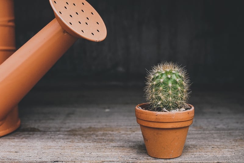 Magical Plant Pot Ideas
